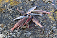 68118824676__29DF5954-9B4E-4E1B-AA9D-CE1B4E54932E